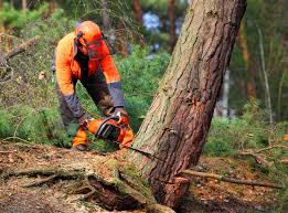 Lawn Drainage Solutions in Rainier, OR