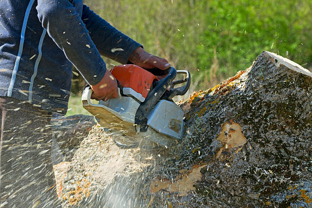 How Our Tree Care Process Works  in  Rainier, OR